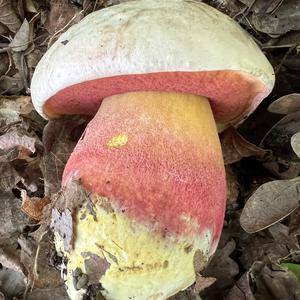 Satan`s Bolete