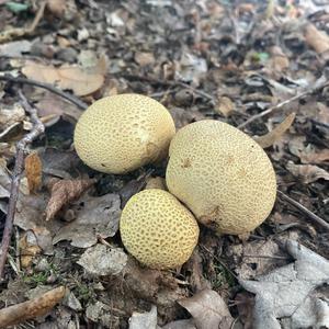 Pigskin Poison Puffball