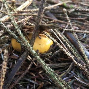 Yellow-ochre Russula