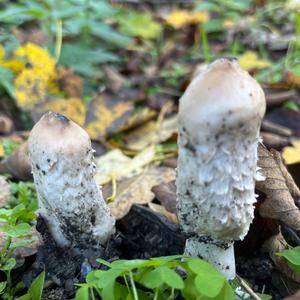 Shaggy Mane