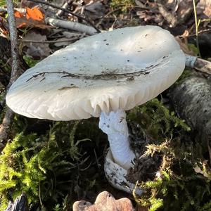 Death Cap