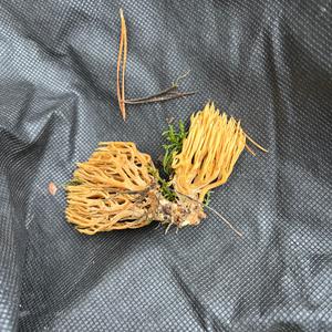 Unknown Species
