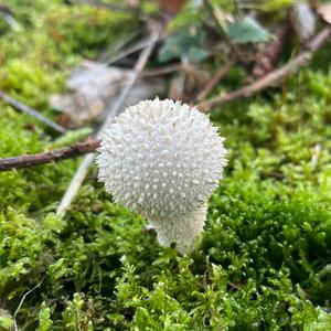 Gem-studded Puffball