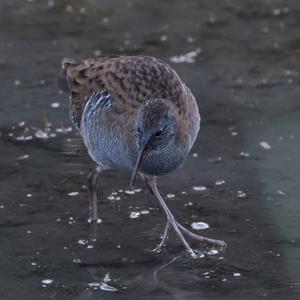 Water Rail