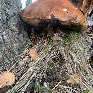 Orange Birch Bolete