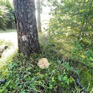 Rooting Cauliflower Mushroom