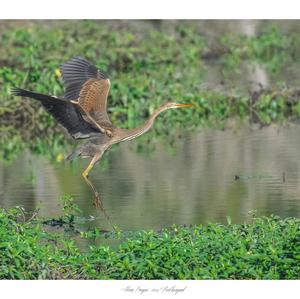 Purple Heron