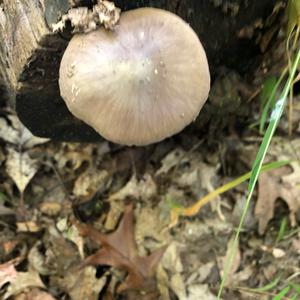 Fawn Mushroom