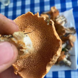 Hedgehog Fungus, Common