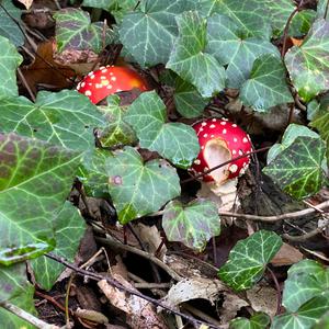 Fly Agaric