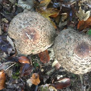 Unknown Species