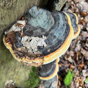 Red-belted Polypore