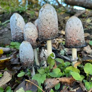 Shaggy Mane