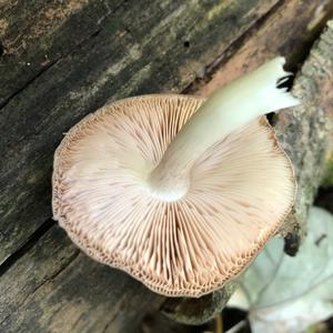 Fawn Mushroom