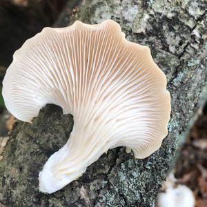 Oyster Mushroom