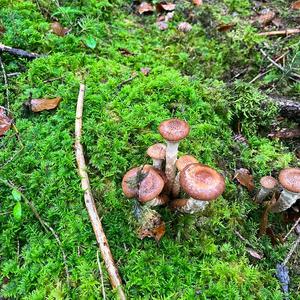 Unknown Species