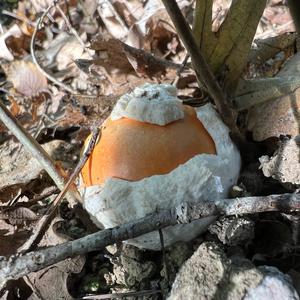 Caesar´s Mushroom