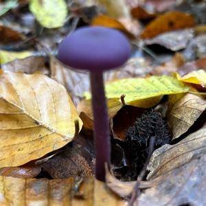 Unknown Species
