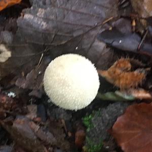 Unknown Species