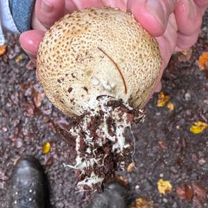 Pigskin Poison Puffball