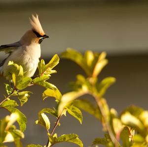 Bohemian Waxwing