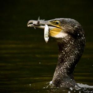 Great Cormorant