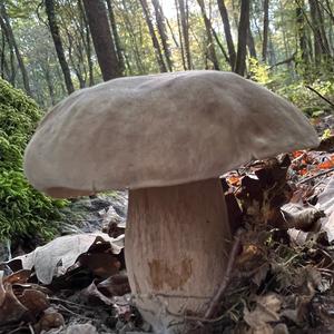 Summer Bolete