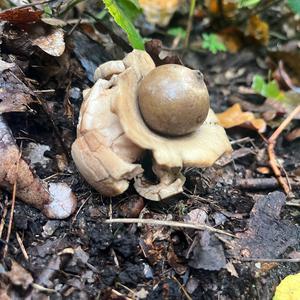 Collared Earthstar