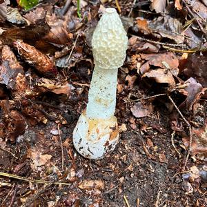 Stinkhorn, Common