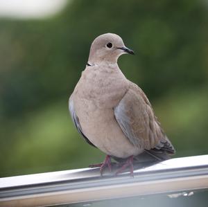 Eurasian Collared-dove