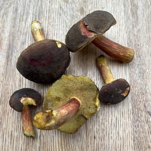 Red-cracked Bolete