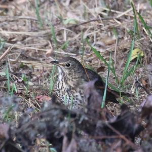 Song Thrush