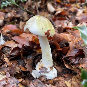 Death Cap