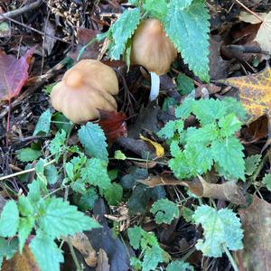 Unknown Species