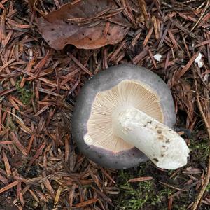 Unknown Species