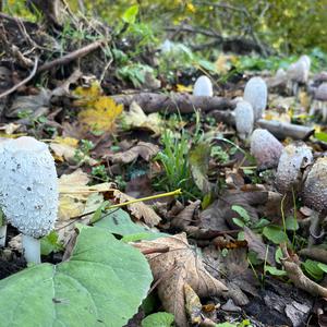 Shaggy Mane