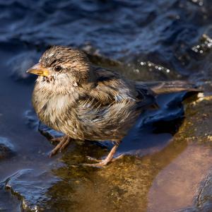 House Sparrow