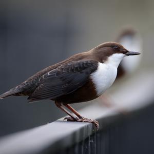 White-throated Dipper