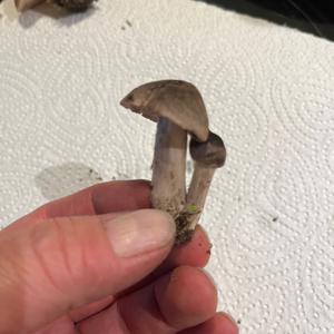 Unknown Species