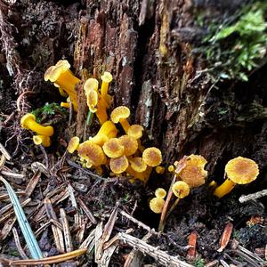 Trumpet Chanterelle