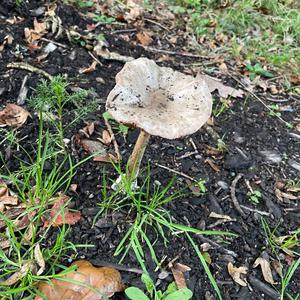 Unknown Species