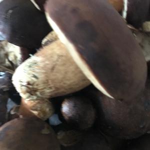 Unknown Species