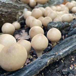 Stump Puffball