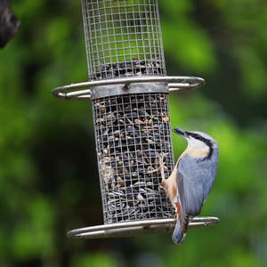 Wood Nuthatch