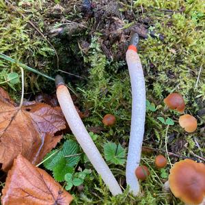 Dog Stinkhorn