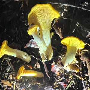 Chanterelle, Common