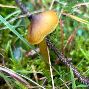 Blackening Wax-cap