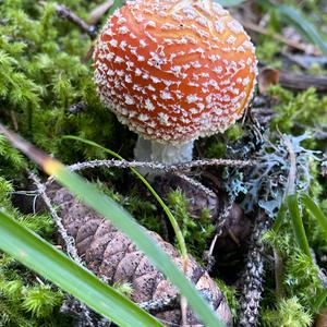 Fly Agaric