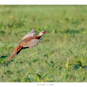 Common Pheasant