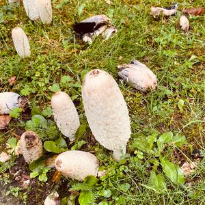 Shaggy Mane